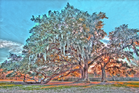 Tree of Life by Alan Zakem | This image was created using multiple exposure photography. It is available as a pigment based prin Tree of Life